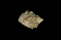 藏品(金絲岩螺)的圖片